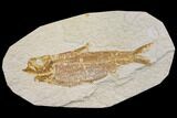 Fossil Fish (Knightia) - Wyoming #150635-1